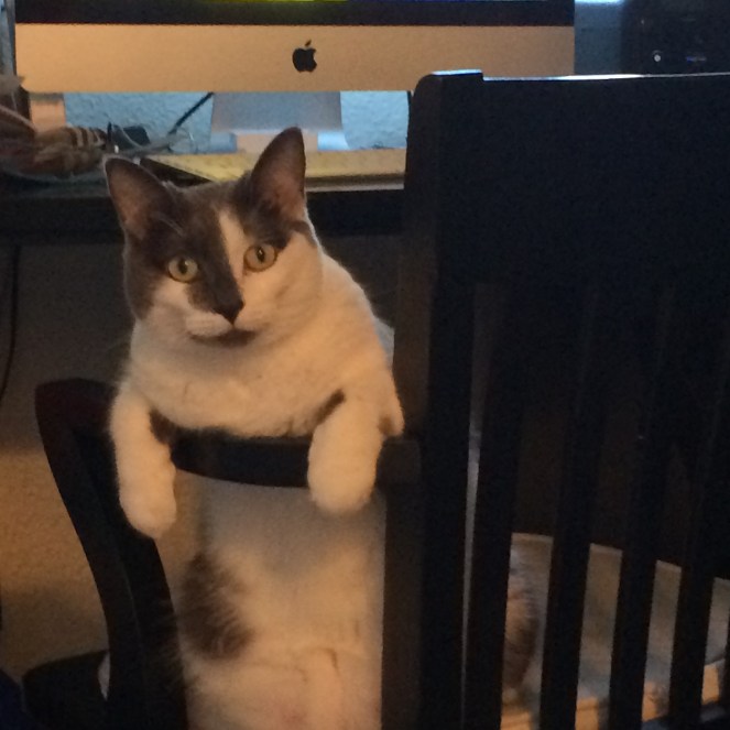 Micky on Office Chair