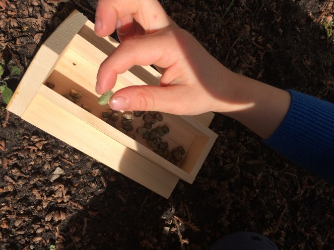 How to raise Mason bee and Leafcutter bees